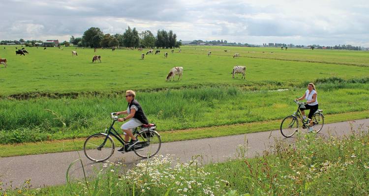 Des cyclistes roulant le long d'un sentier à côté de vaches qui paissent dans un champ.