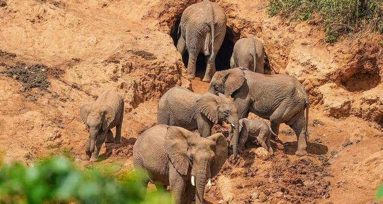 Familia de elefantes en un paisaje seco.