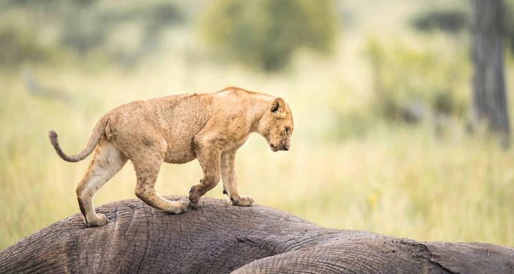 Cachorro de león parado juguetonamente sobre un elefante.