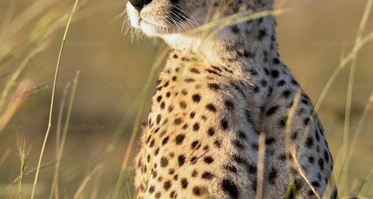 Guepardo sentado en la hierba.