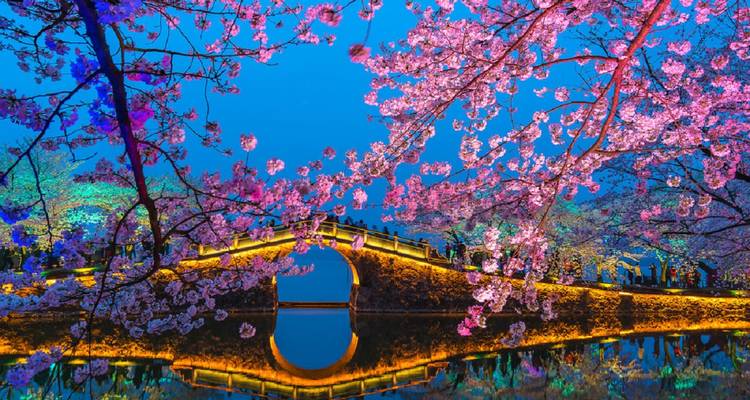 Des cerisiers en fleurs illuminés forment une arche au-dessus d'un pont lumineux parfaitement reflété dans un étang tranquille de nuit.