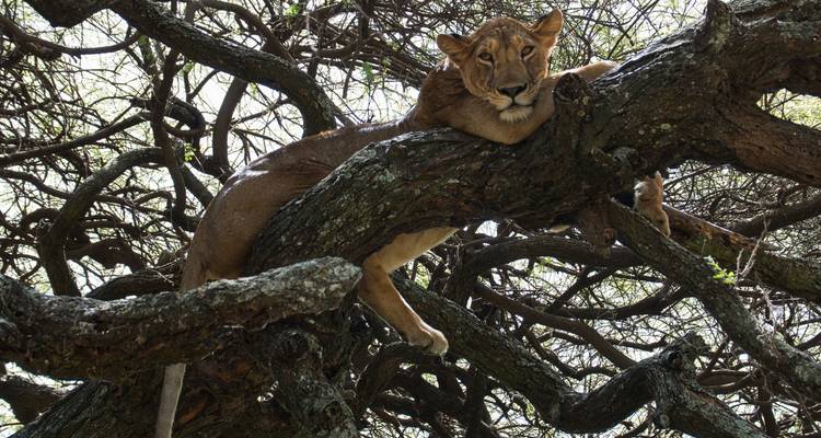 Leona descansando en la rama de un árbol.