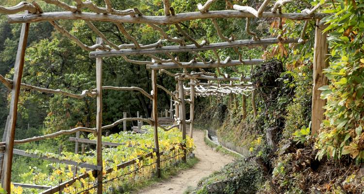 A vineyard with a wooden trellis and walking path.