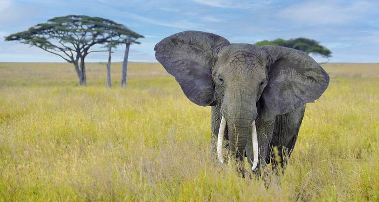 Éléphant debout dans la savane avec des acacias derrière.