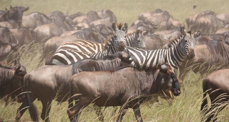 Zèbres et gnous broutant dans la savane ouverte.