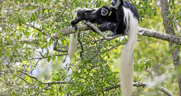 Des singes colobes se reposant sur une branche d'arbre.