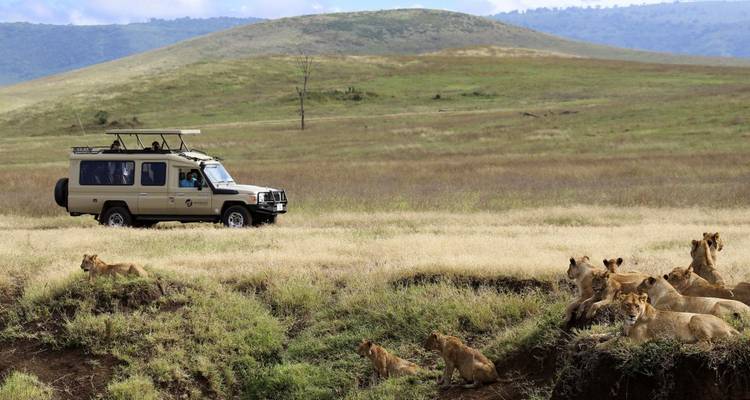 Véhicule de safari observant une troupe de lions dans la savane.