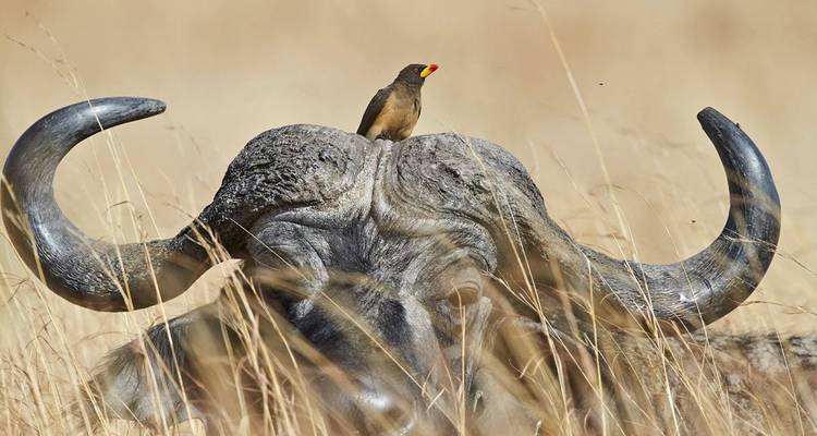Un oiseau perché sur les cornes d'un buffle dans les hautes herbes.