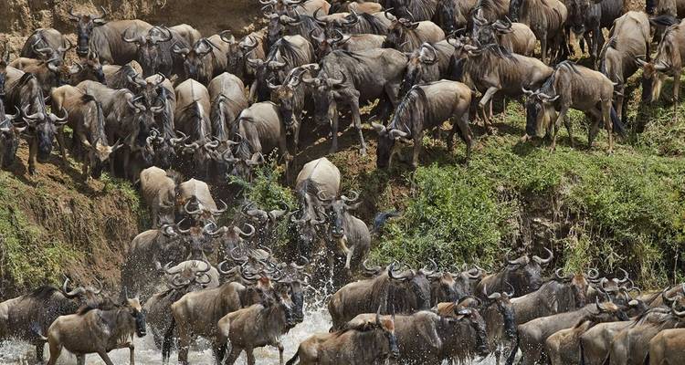 Troupeau de gnous traversant une rivière pendant la migration.