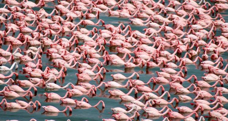 Des milliers de flamants roses densément regroupés dans un lac.