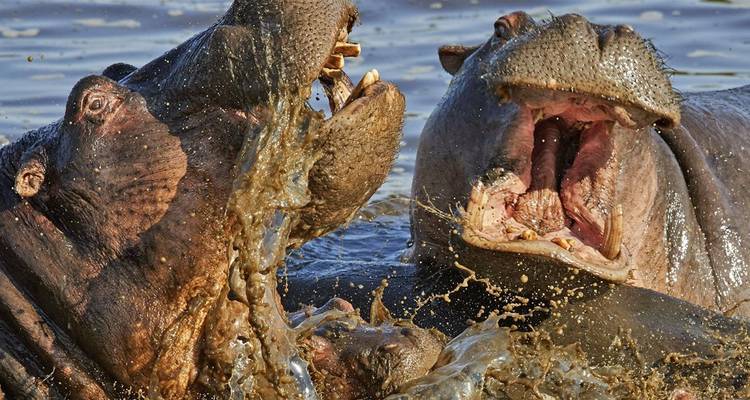 Deux hippopotames se battant avec de l'eau qui éclabousse autour d'eux.