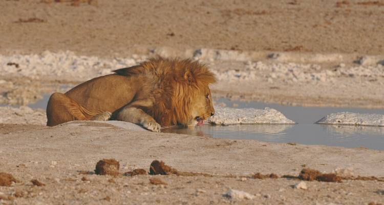 Lion drinking from a waterhole in a desert environment.