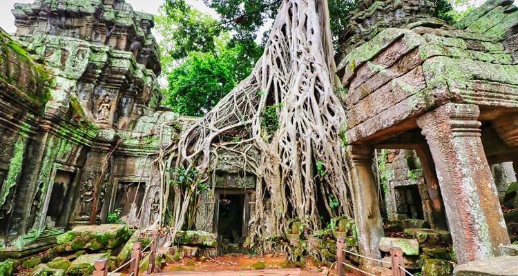 Temple ruins with large tree roots growing over them.