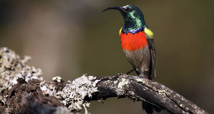 Un oiseau coloré perché sur une branche dans un cadre naturel.