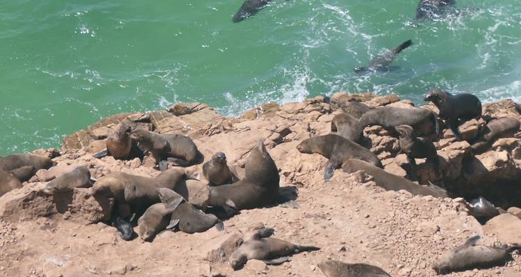Un groupe de phoques se reposant sur des rivages rocheux près d'une eau turquoise.