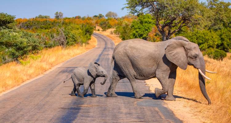 Éléphant et éléphanteau traversant une route dans une réserve naturelle.