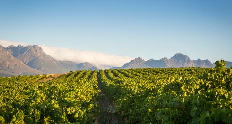 Des rangées de vignobles verdoyants à perte de vue sous les montagnes aux sommets nuageux dans les Terres vinicoles.