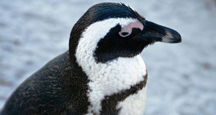 Close-up van een pinguïn op een rotsachtig oppervlak.