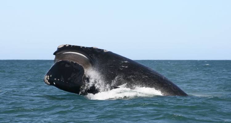 Walvis die uit de oceaan springt met een heldere lucht.