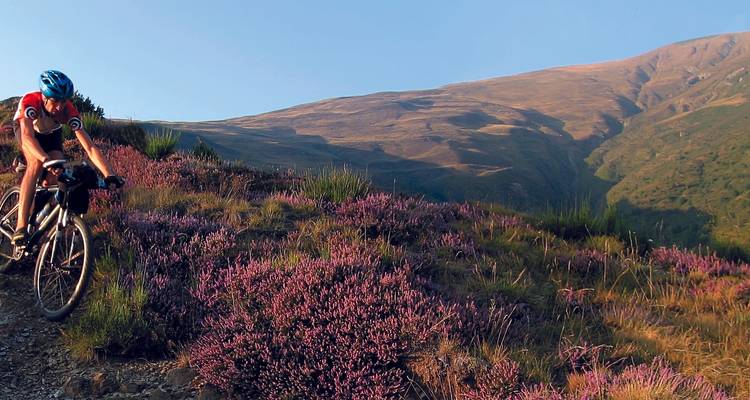 Biker riding through flowering heather on a hillside.