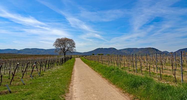 Ein malerischer Weg durch einen Weinberg unter blauem Himmel, mit Bergen im Hintergrund.