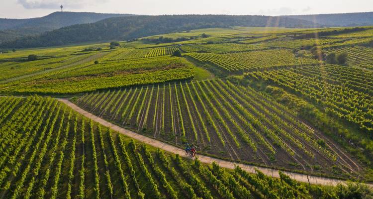 Drohnenansicht einer weitläufigen Weinberglandschaft, die von sanften Sonnenstrahlen beleuchtet wird, mit einem turmgekrönten Hügel im Hintergrund