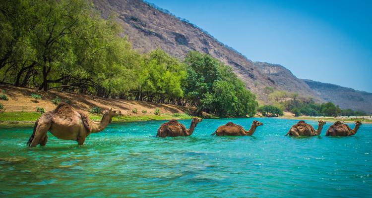 Camels crossing a river with mountains and trees in the background.