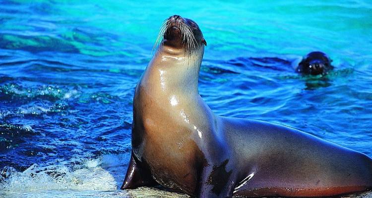 Un lion de mer se prélassant sur la plage avec de l'eau bleue.