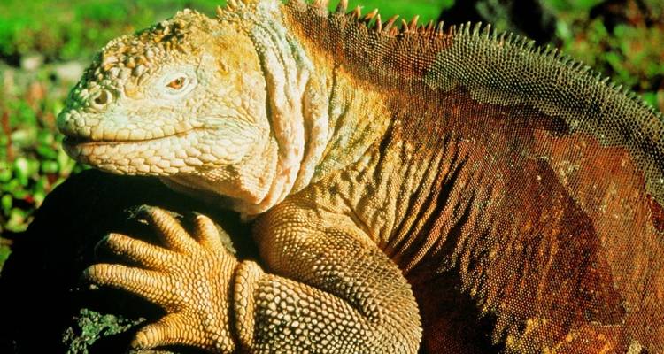 Un iguane terrestre des Galápagos sur un rocher.