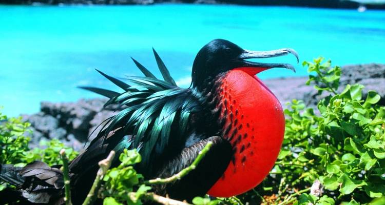 Un oiseau-frégate avec une poche gulaire rouge gonflée près de l'océan.