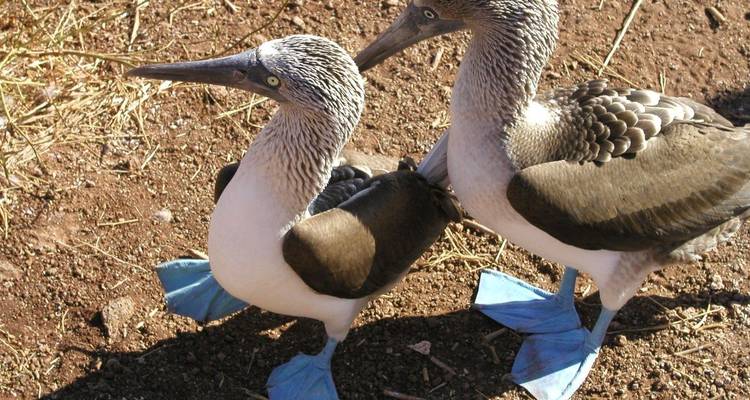 Deux fous à pieds bleus au sol.