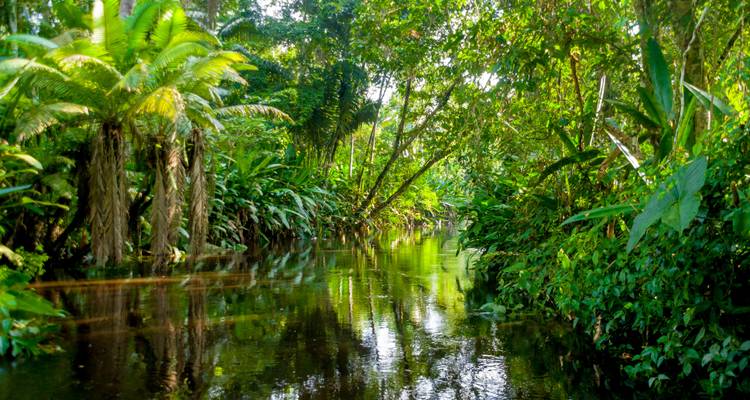 Forêt tropicale luxuriante avec une rivière calme.