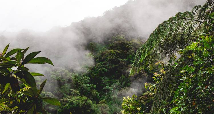 Forêt verdoyante couverte de brouillard sur une colline.