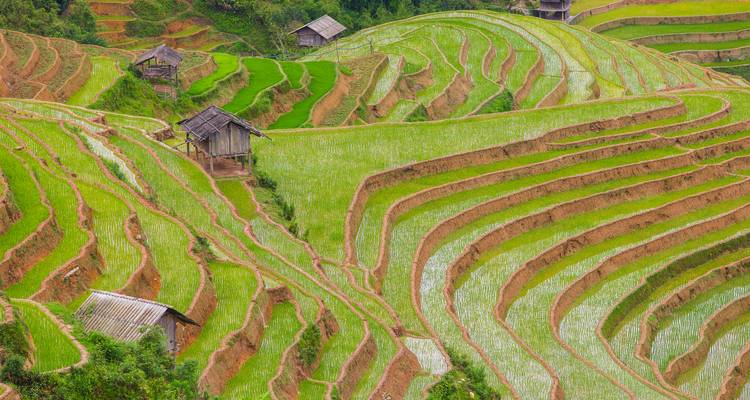 Terrassenförmige Reisfelder mit kleinen Hütten.