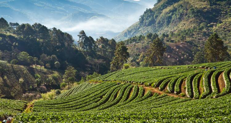 Erdbeerfelder auf terrassierten Hügeln mit nebligen Bergen.
