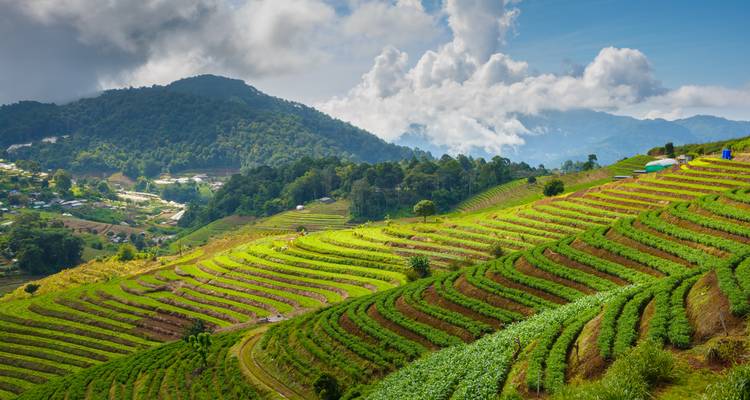 Grüne Terrassenfelder mit Blick auf felsige Berge.
