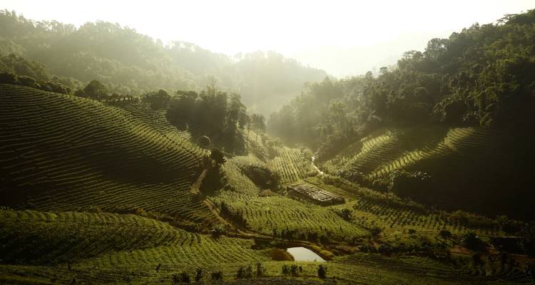 Tal mit Plantagen und Morgensonnenlicht, das hindurchströmt.