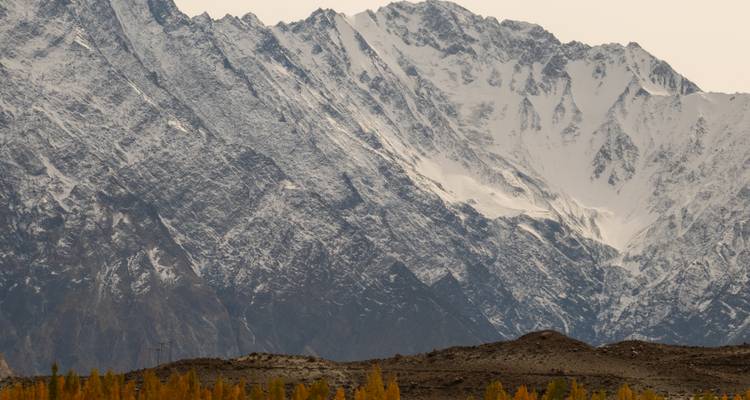 Ruige, met sneeuw dooraderde bergwand die hoog oprijst boven een strook gouden herftbomen in de vallei