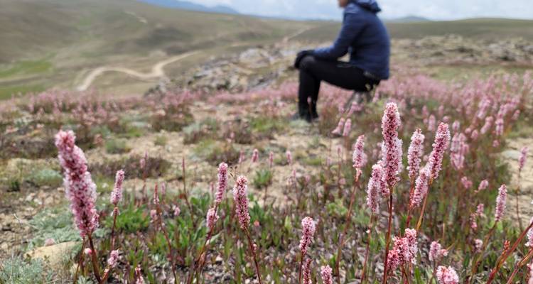 Primer plano de flores silvestres rosas en un prado alpino con un excursionista difuminado sentado en contemplación.