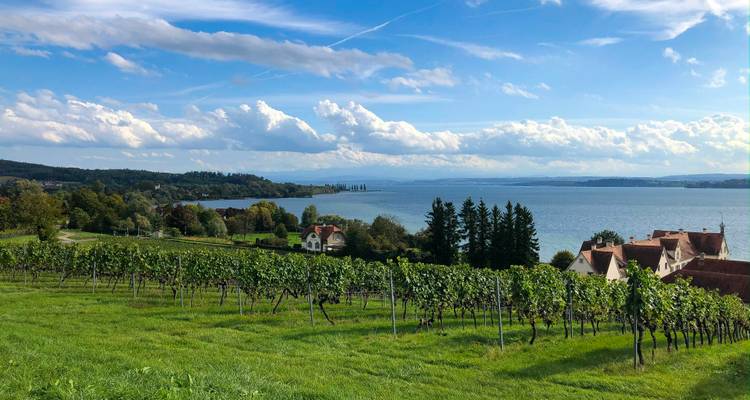 Belle vue sur les vignobles surplombant un lac et des terres lointaines.