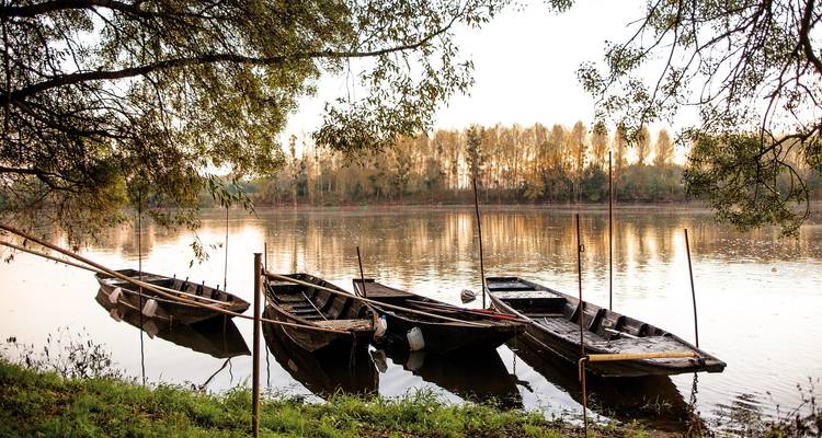 Des barques le long d'une berge sous une canopée d'arbres.