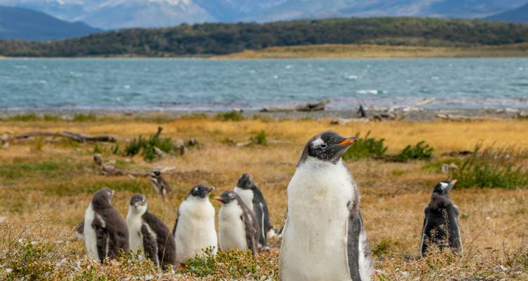 Penguins in a grassy area with a lake and mountains.