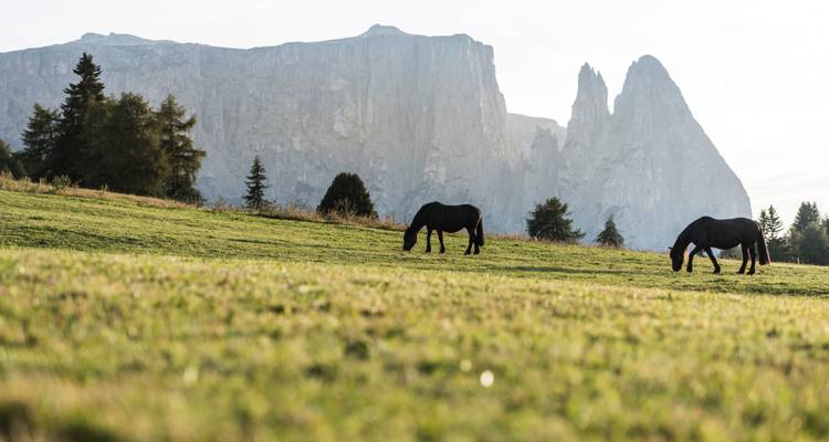 Dos caballos pastando en un prado con montañas escarpadas al fondo.