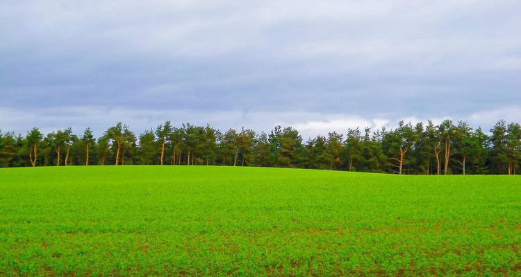 Vibrant green field with a line of trees under a cloudy sky.