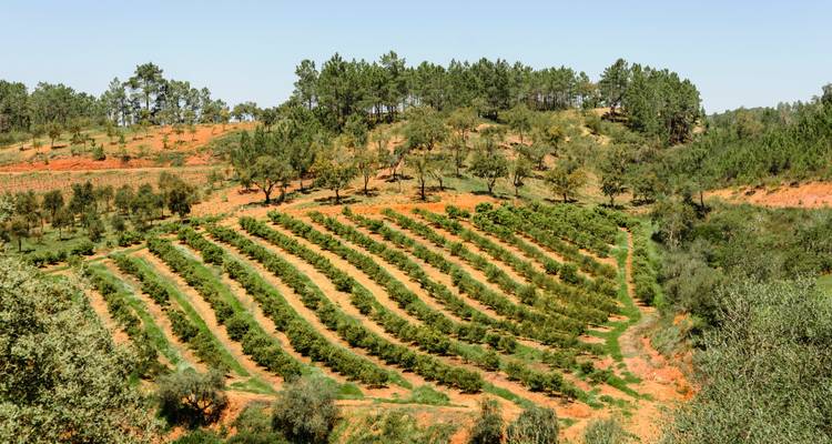 Champs en terrasses avec des arbres