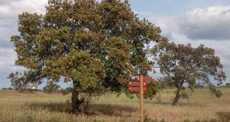 Champ avec arbres et panneau directionnel