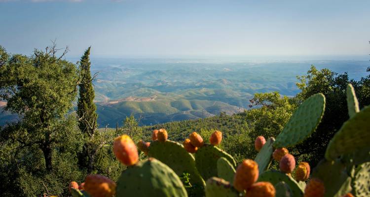 Vue panoramique de collines verdoyantes ondulantes aperçue par-dessus des fruits de figuier de Barbarie dans la campagne de l'Algarve.
