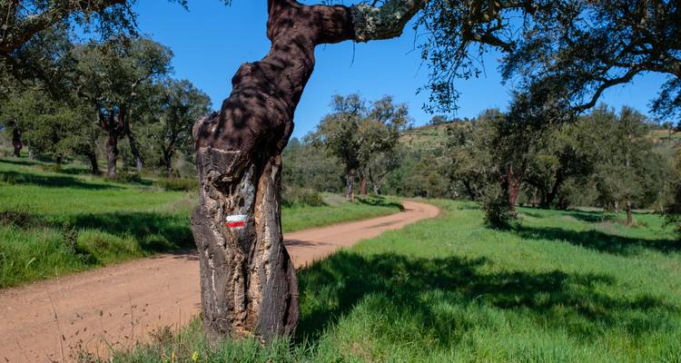 Naturlehrpfad durch einen Wald mit einem für das Wandern markierten Baum.
