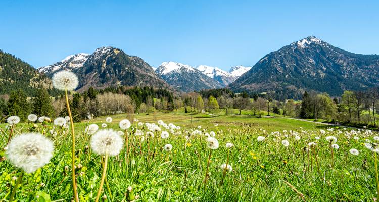 Löwenzahn im Vordergrund mit schneebedeckten Bergen im Hintergrund.