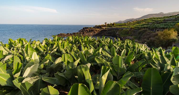 Plantation de bananes au bord de mer avec des collines au loin.